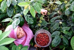 Improvements in nutrition and diversified rural livelihoods key to Indonesia’s quest for high income status 